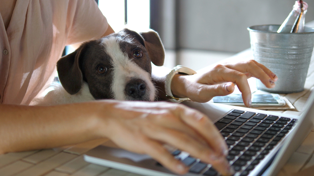 Mój jest ten kawałek podłogi, czyli życie na home office